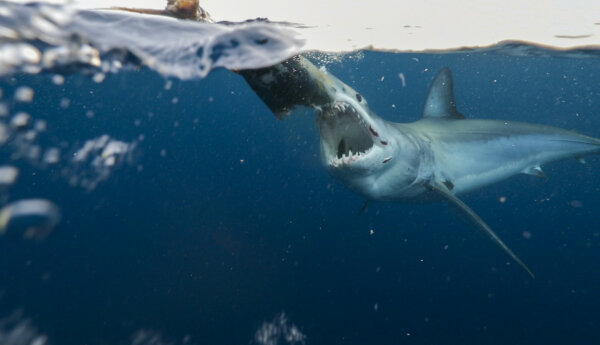 Rekin Mako 3 | SHARK WEEK 2019