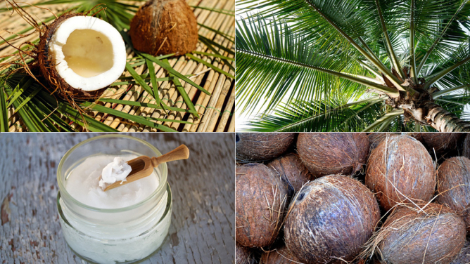 Olej kokosowy nie taki zdrowy